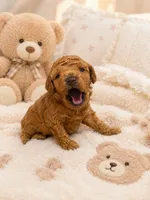 Toy poodle , a female Poodle - Toy  for sale in Eastvale, CA – 2 of 3