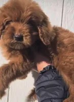 Golden , a female Goldendoodle for sale in Eastvale, CA – Photo 1 of 3