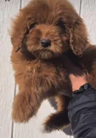 Golden , a female Goldendoodle for sale in Eastvale, CA – Photo 2 of 3