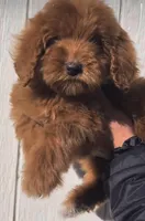 Golden , a female Goldendoodle for sale in Eastvale, CA – Photo 3 of 3