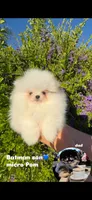 Pudding (micro Pomeranian) , a male Pomeranian for sale in Eastvale, CA – 7 of 7