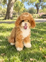 Maple 🍁 , a female Poodle - Toy  for sale in Eastvale, CA – 2 of 2