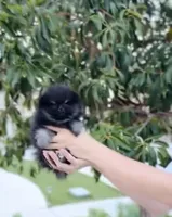 Batman(teacup Pom) , a male Pomeranian for sale in Eastvale, CA – Photo 2 of 4