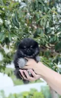 Batman(teacup Pom) , a male Pomeranian for sale in Eastvale, CA – Photo 3 of 4