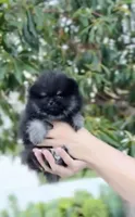 Batman(teacup Pom) , a male Pomeranian for sale in Eastvale, CA – Photo 4 of 4