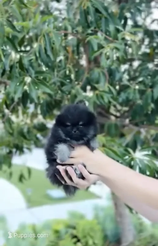 Batman(teacup Pom)  – Pomeranian puppy for sale in Eastvale, CA