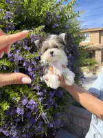 Teacup Morkie male , a male Morkie for sale in Eastvale, CA – 1 of 2