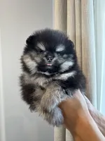 Oreo , a male Pomeranian for sale in Eastvale, CA – Photo 2 of 3