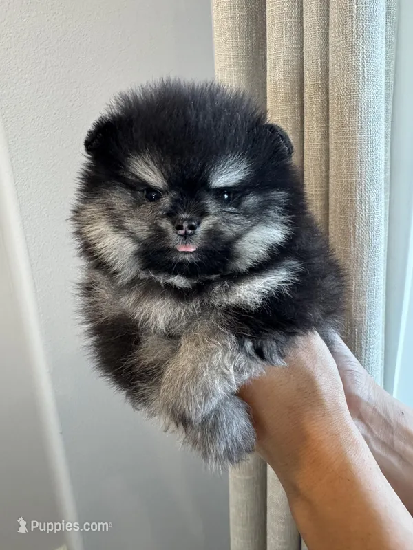 Oreo  – Pomeranian puppy for sale in Eastvale, CA