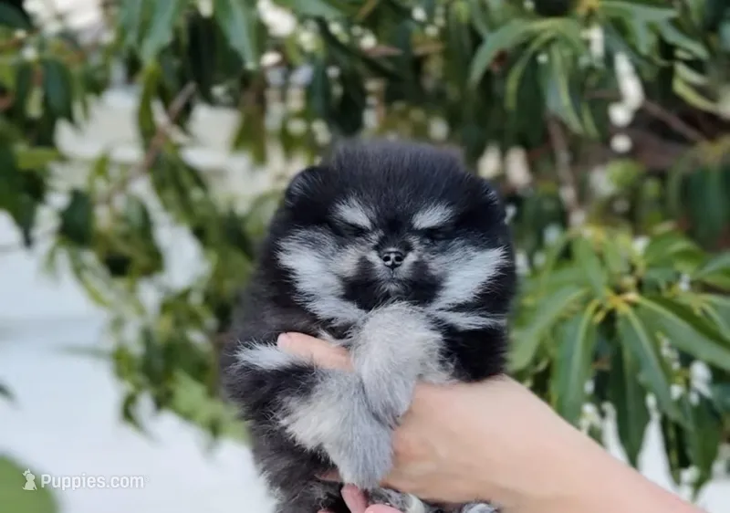 Oreo  – Pomeranian puppy for sale in Eastvale, CA