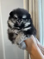 Oreo , a male Pomeranian for sale in Eastvale, CA – Photo 3 of 3