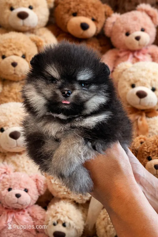 Oreo  – Pomeranian puppy for sale in Eastvale, CA