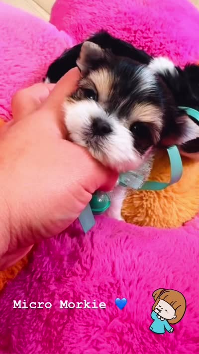 Bonny , a male Morkie for sale in Eastvale, CA – 2 of 2