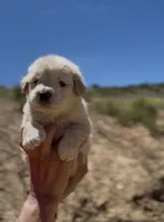 Benny , a male Golden Retriever for sale in Eastvale, CA – Photo 4 of 6
