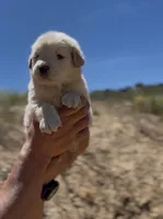 Benny , a male Golden Retriever for sale in Eastvale, CA – Photo 2 of 6