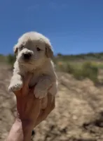 Benny , a male Golden Retriever for sale in Eastvale, CA – Photo 5 of 6