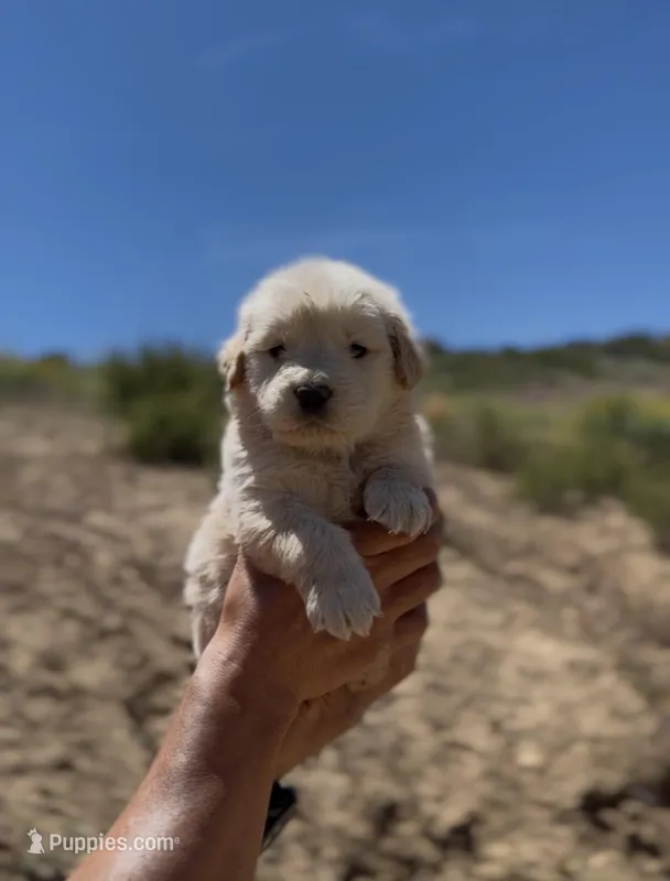 Benny  – Golden Retriever puppy for sale in Eastvale, CA
