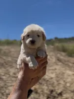 Benny , a male Golden Retriever for sale in Eastvale, CA – Photo 3 of 6