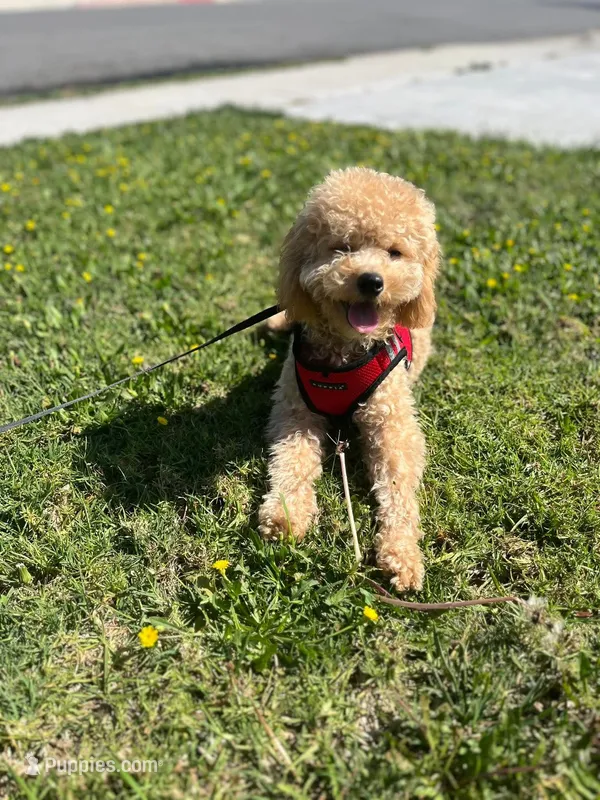 Toy  – Poodle - Toy  puppy for sale in Eastvale, CA