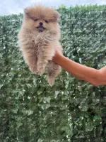 Cookie , a female Pomeranian for sale in Eastvale, CA – 7 of 7