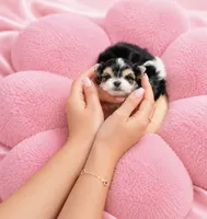 Labubu , a male Morkie for sale in Eastvale, CA – 1 of 3