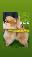 Labubu , a female Pomeranian for sale in Eastvale, CA – 3 of 3