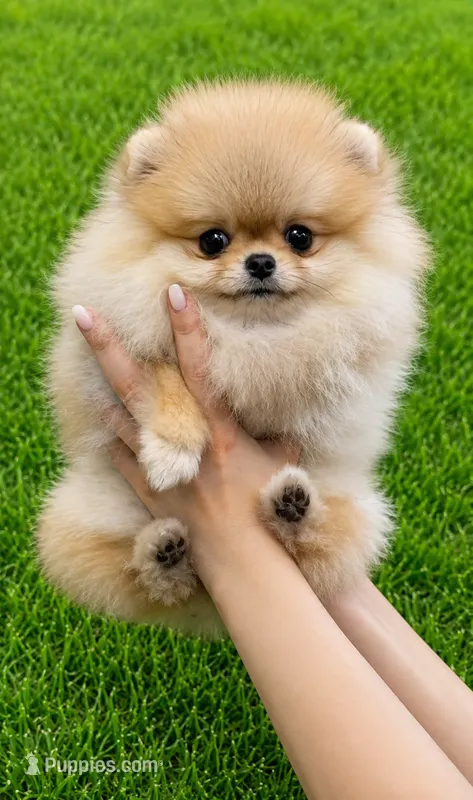 Labubu  – Pomeranian puppy for sale in Eastvale, CA