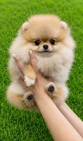 Labubu , a female Pomeranian for sale in Eastvale, CA – 1 of 3