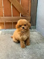 Benny (sfo area) , a male Maltipoo for sale in Eastvale, CA – 2 of 3