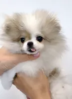 Bunny micro size , a female Pomeranian for sale in Eastvale, CA – 7 of 7
