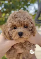 Fenti  (has video) , a male Poodle - Toy  for sale in Eastvale, CA – 3 of 6