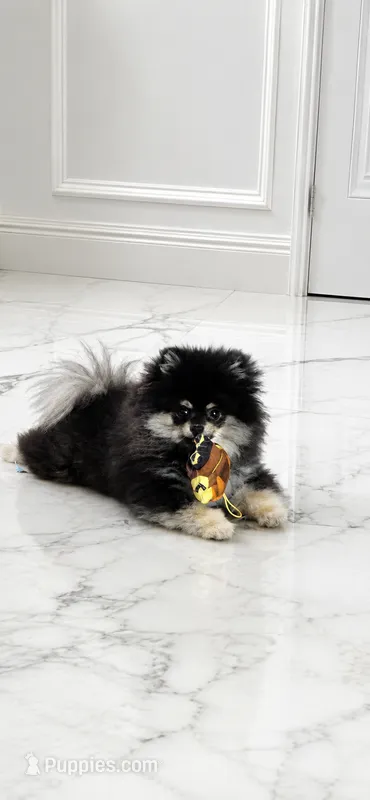 Smokey  – Pomeranian puppy for sale in Eastvale, CA