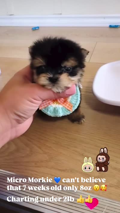 Sonic(micro size) , a male Morkie for sale in Eastvale, CA – 3 of 3