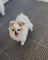 Labubu micro pom , a female Pomeranian for sale in Diamond Bar, CA – 2 of 2