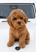 Fenti  (has video) , a male Poodle - Toy  for sale in Eastvale, CA – 1 of 6