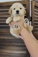 Champion , a male Golden Retriever for sale in Eastvale, CA – 2 of 4