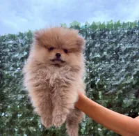 Cookie , a female Pomeranian for sale in Eastvale, CA – 2 of 7