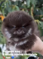 Cookie(teacup), a male Pomeranian for sale in Eastvale, CA – Photo 1 of 3