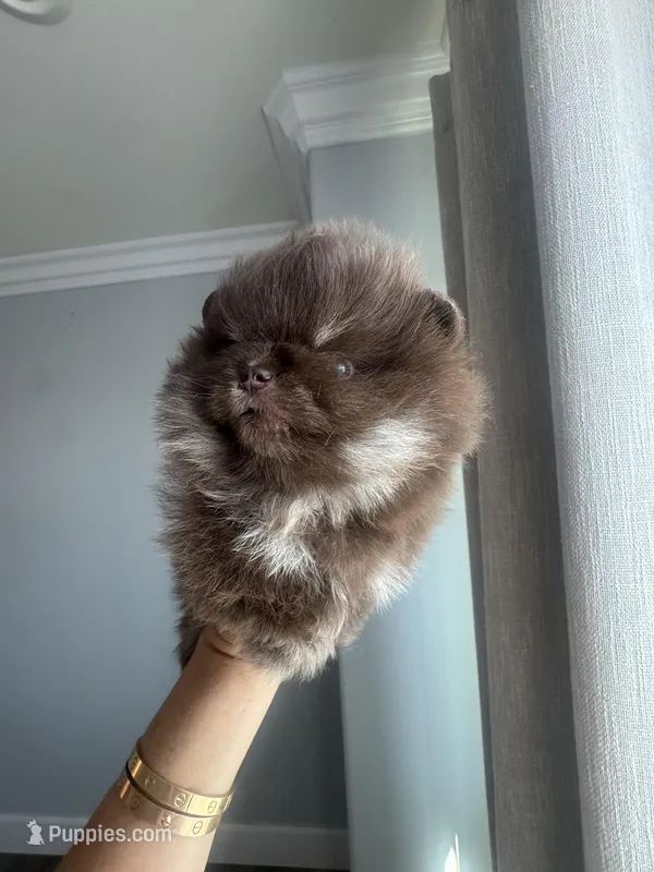 Cookie  – Pomeranian puppy for sale in Eastvale, CA