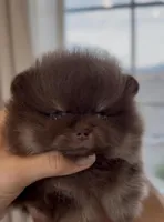 Cookie , a male Pomeranian for sale in Eastvale, CA – Photo 4 of 4