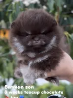 Cookie(teacup), a male Pomeranian for sale in Eastvale, CA – Photo 3 of 3