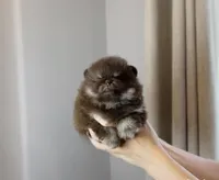 Cookie , a male Pomeranian for sale in Eastvale, CA – Photo 3 of 4