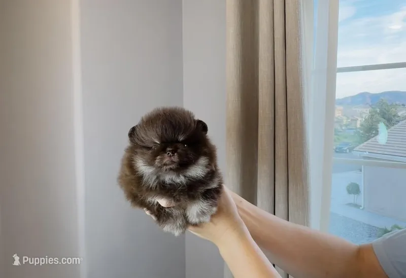 Cookie  – Pomeranian puppy for sale in Eastvale, CA