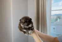 Cookie , a male Pomeranian for sale in Eastvale, CA – Photo 2 of 4