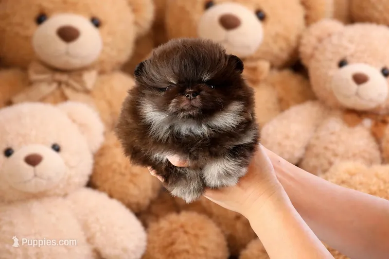 Cookie  – Pomeranian puppy for sale in Eastvale, CA