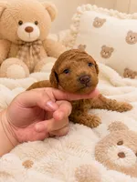 Toy poodle , a female Poodle - Toy  for sale in Eastvale, CA – 3 of 3