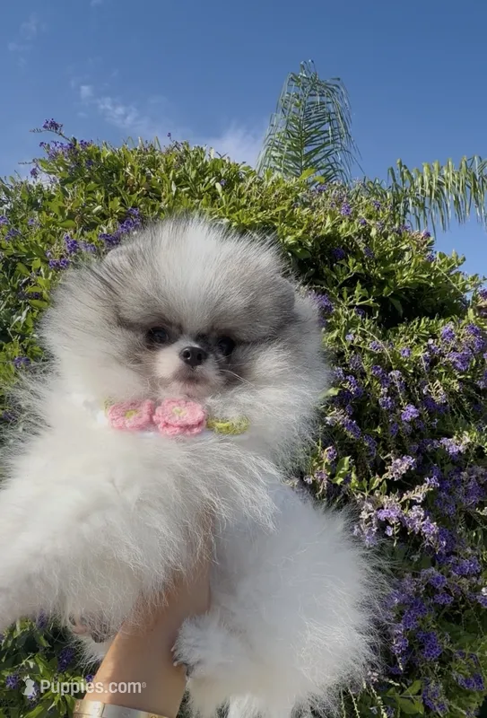 Tiramisu  – Pomeranian puppy for sale in Eastvale, CA
