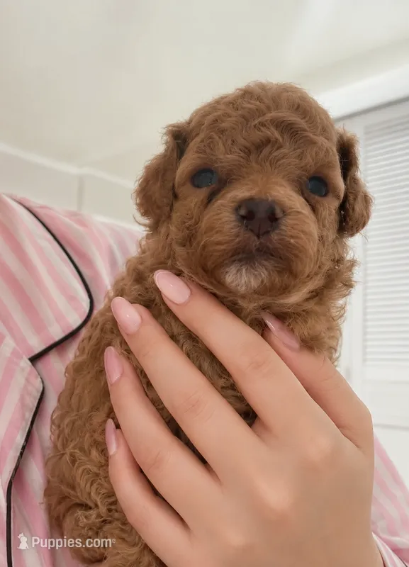 Mellow  – Maltipoo puppy for sale in Eastvale, CA