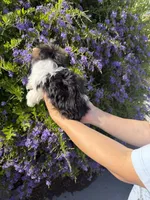 Teacup Morkie male , a male Morkie for sale in Eastvale, CA – 2 of 2