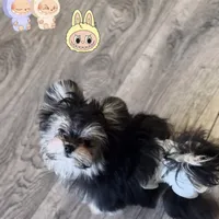 Labubu, a female Maltipom for sale in Eastvale, CA – Photo 3 of 3